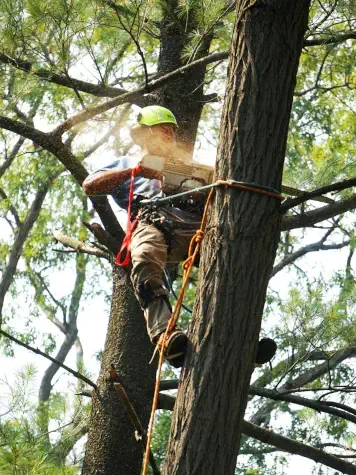 Élagueur professionnel réalisant l'élagage d'un arbre  à Brest - ECO PRO ELAGAGE