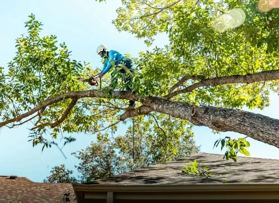 Élagueur grimpeur professionnel intervenant sur un arbre  à Brest - ECO PRO ELAGAGE service d'élagage dans le Finistère